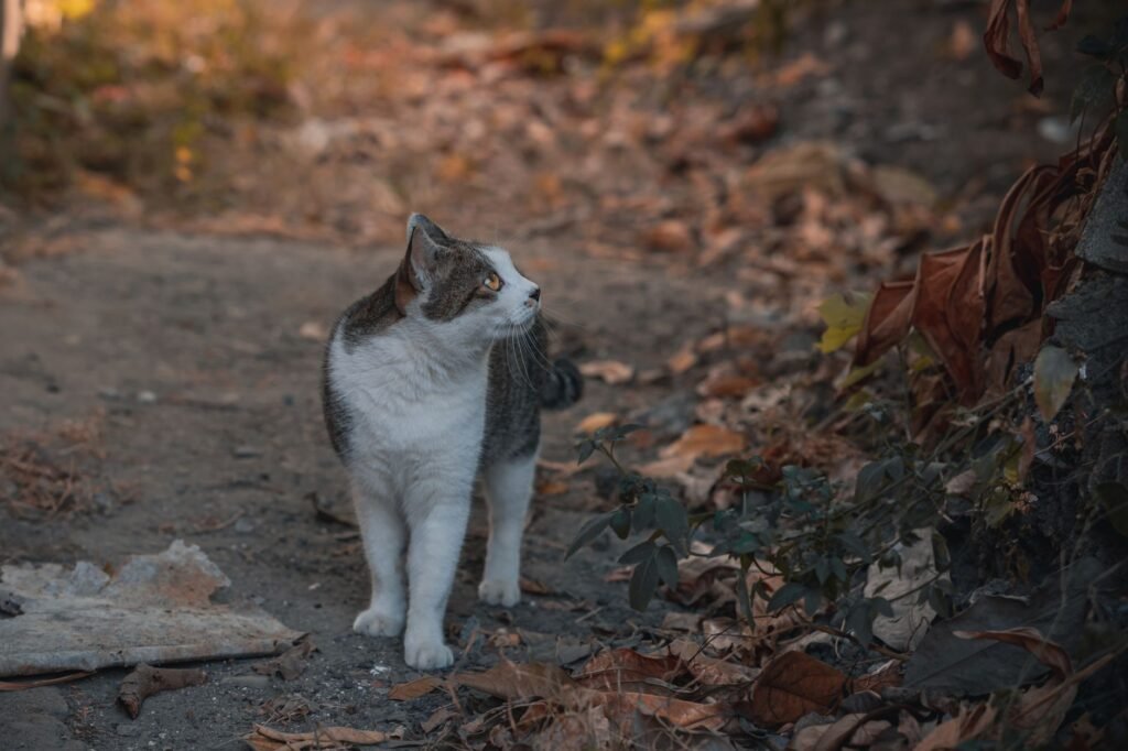 A curious street cat stands amidst autumn leaves, gazing intently into the distance on a quiet rustic path.