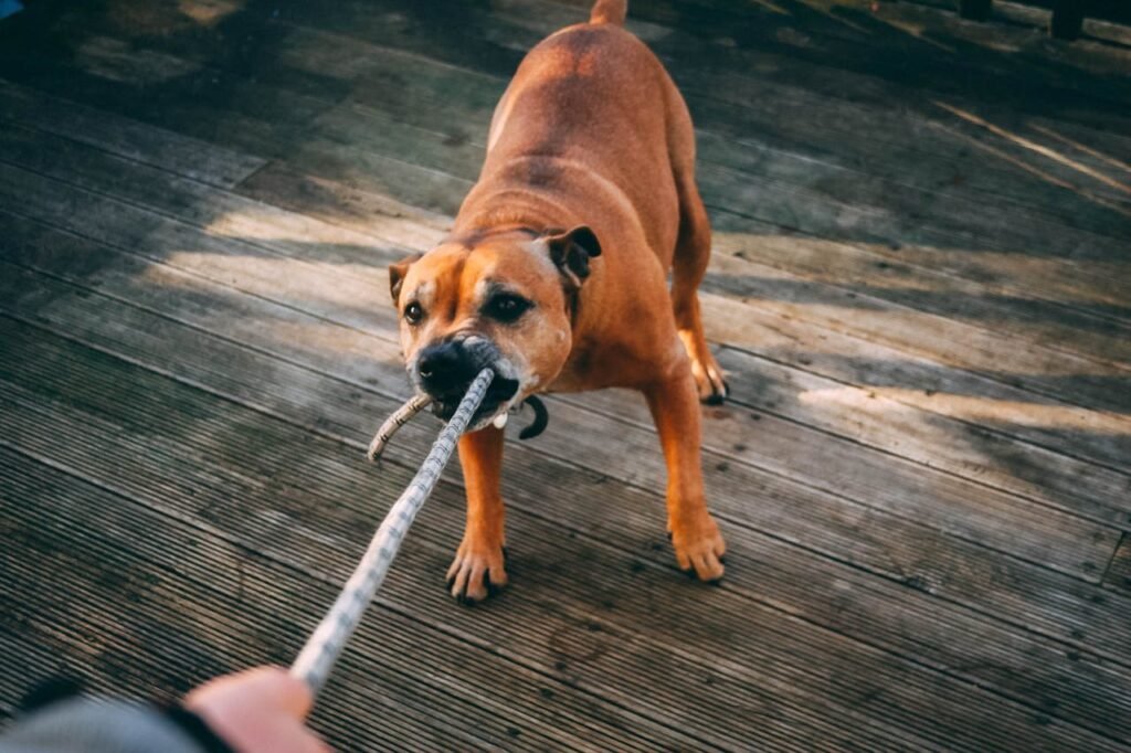 How to Safely Exercise Your Senior Pet