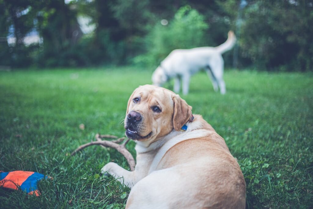 The Importance of Microchipping and Identification Tags