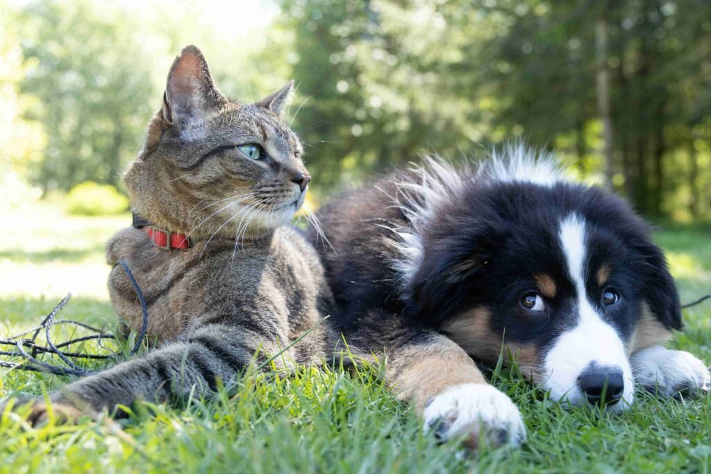 Spring Preventive Care Checklist for Point Grey Dogs and Cats
