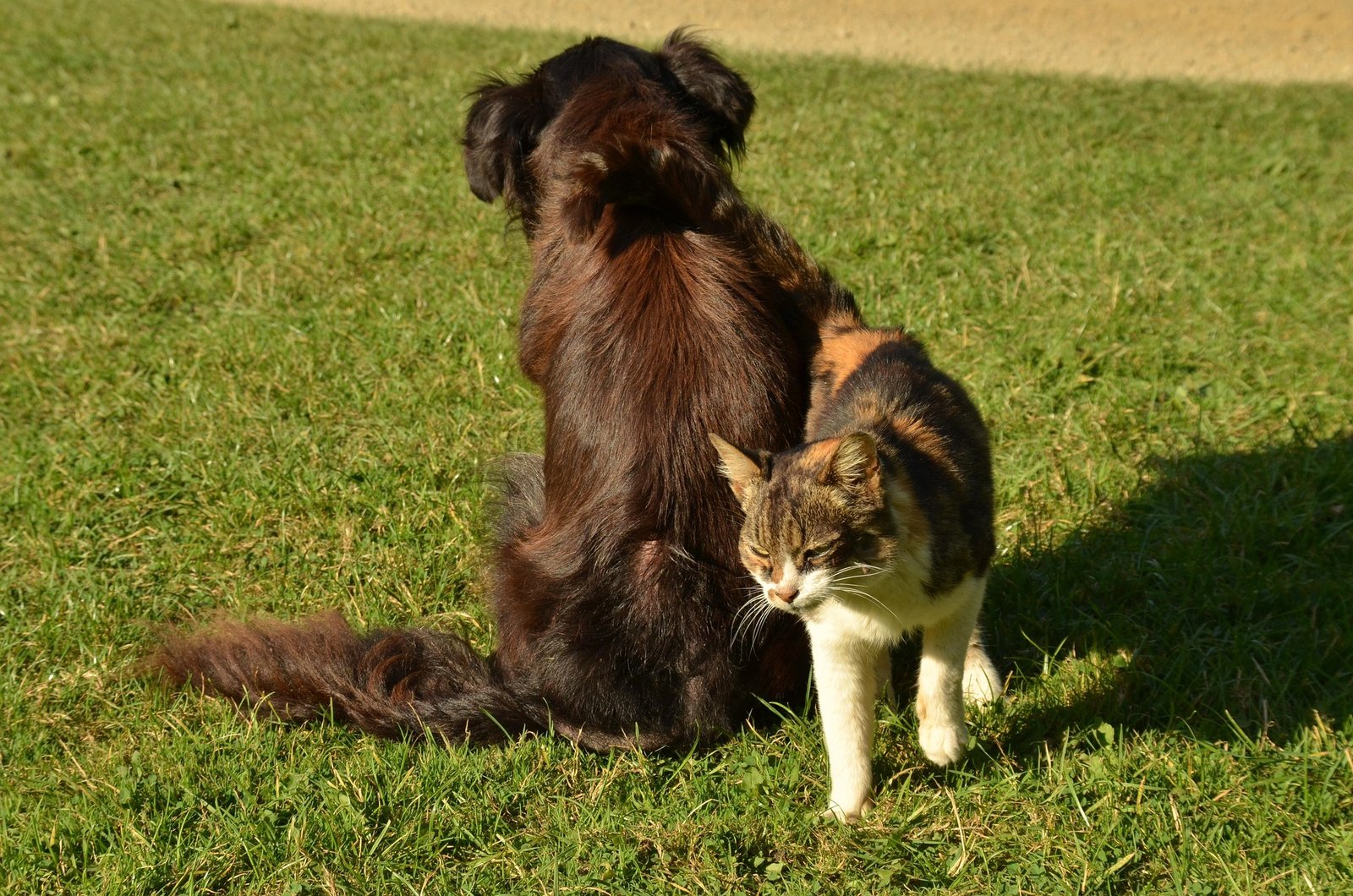 Your Puppy or Kitten's First Year