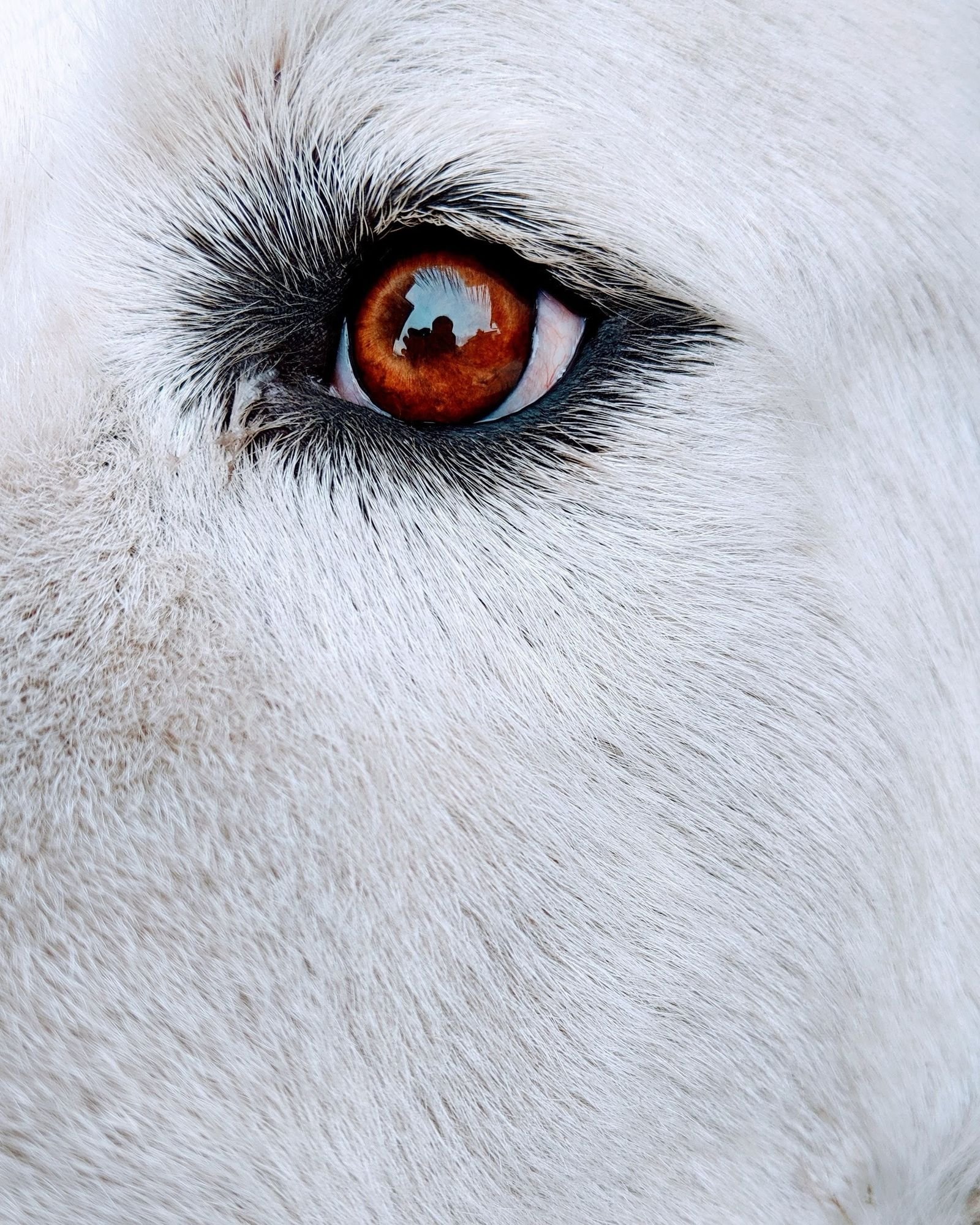 Close-up of a dog's eye, where cataracts and vision changes can be detected