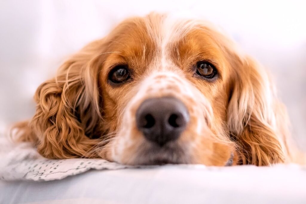 Diabetes in Dogs and Cats in Point Grey: Early Signs, Risk Factors, and Management