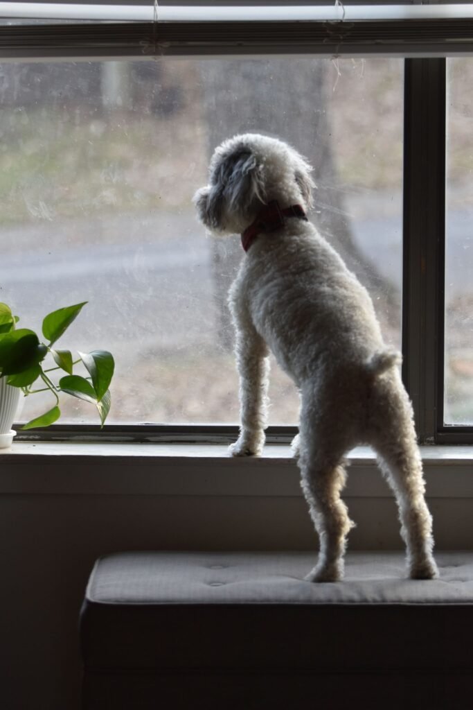 Dog Separation Anxiety in Point Grey: Helping Your Dog Feel Safe Home Alone