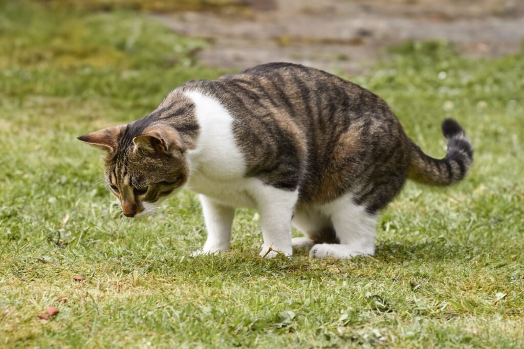 Constipation and Megacolon in Cats: What Point Grey Cat Owners Should Watch For