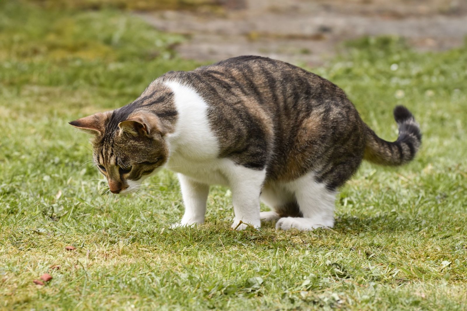 A attentive tabby cat explores a vibrant green field on a sunny day, showcasing natural curiosity.