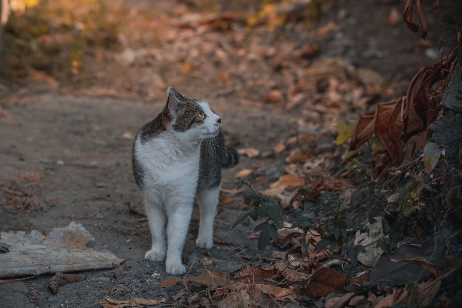 A curious street cat stands amidst autumn leaves, gazing intently into the distance on a quiet rustic path.