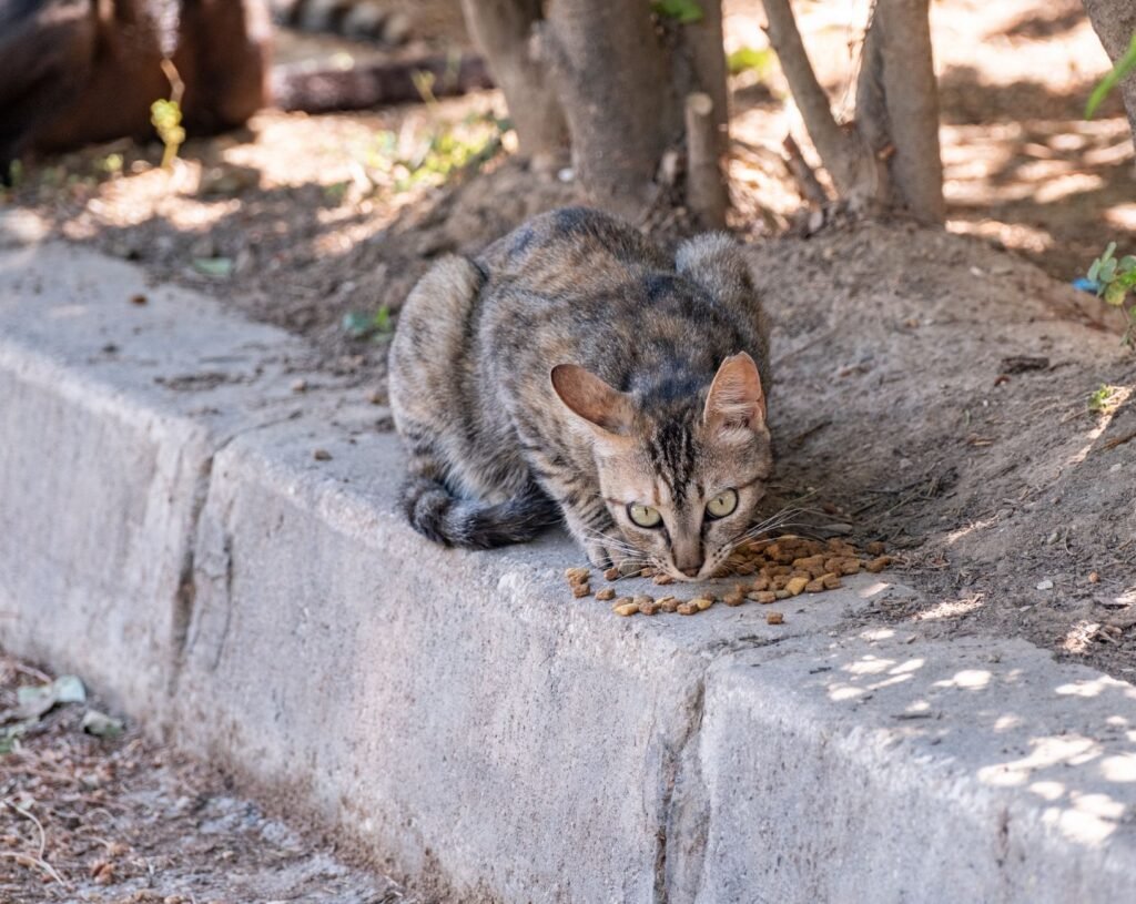 A tabby cat enjoys its meal outdoors in Bornova, İzmir, Türkiye.