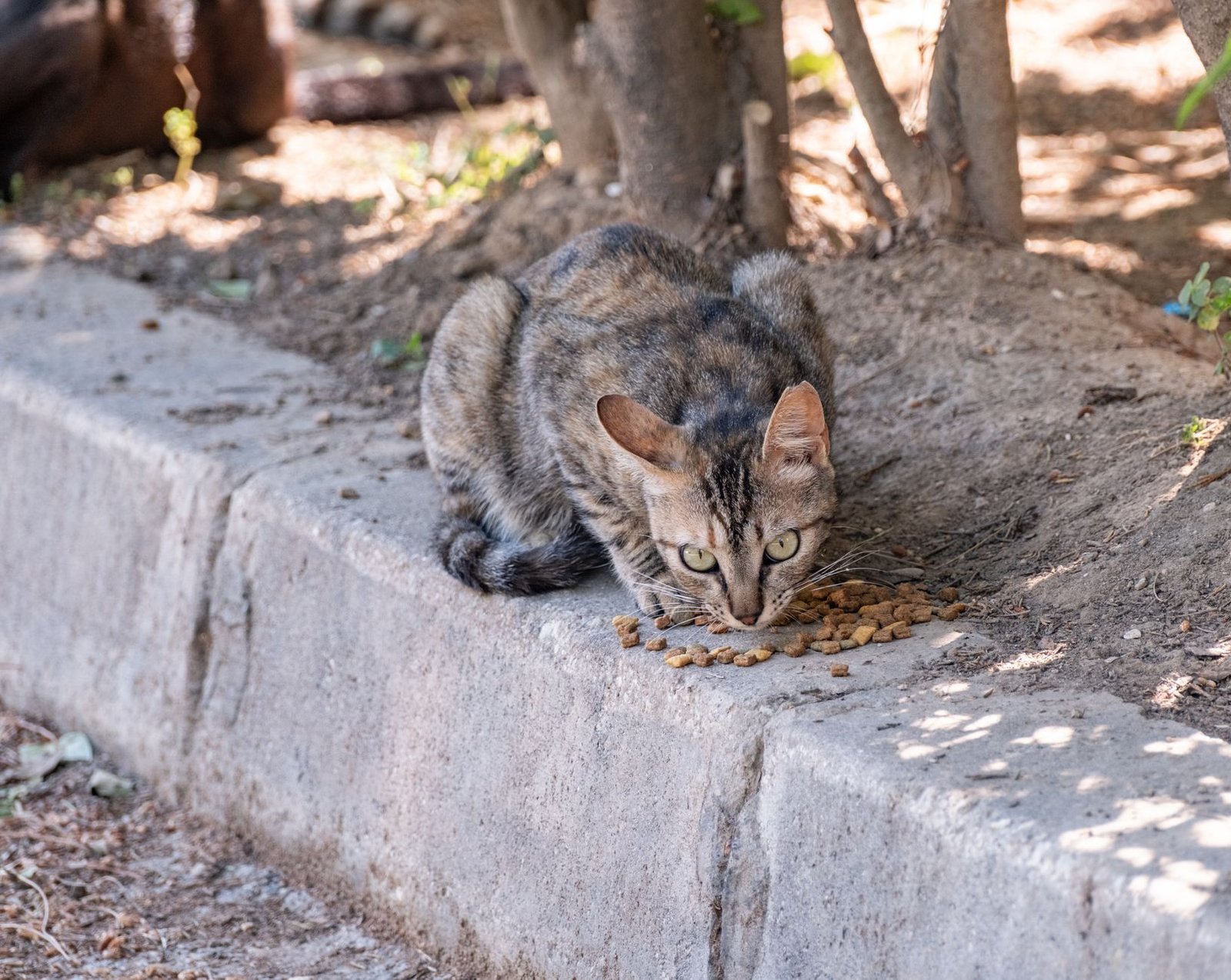 A tabby cat enjoys its meal outdoors in Bornova, İzmir, Türkiye.